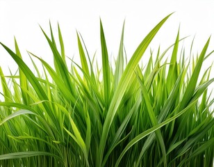 Fototapeta premium grass background with dew dropping on white background