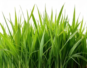 Fototapeta premium grass background with dew dropping on white background