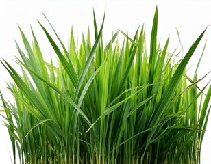 Fototapeta premium grass background with dew dropping on white background