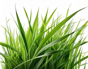 Obraz premium grass background with dew dropping on white background