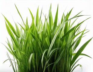 Fototapeta premium grass background with dew dropping on white background