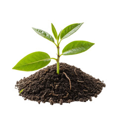 Young green plant sprouting from rich soil, symbolizing growth and new beginnings.