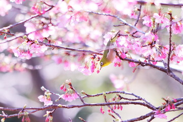 春の梅の枝にとまるかわいいメジロ