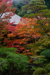 Kyoto autumn foliage view