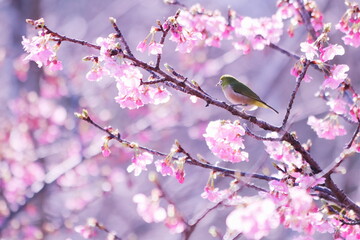 春の梅の枝にとまるかわいいメジロ