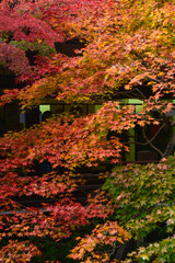 Kyoto autumn foliage view