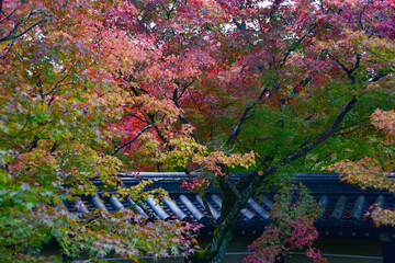 Kyoto autumn foliage view
