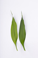 Green bamboos leaves