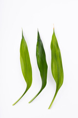 Obraz premium Green bamboos leaves