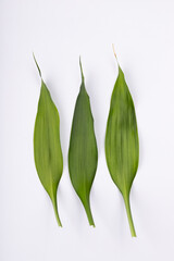 Green bamboos leaves