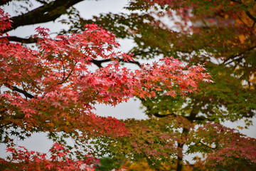 Kyoto autumn foliage view