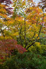 Kyoto autumn foliage view