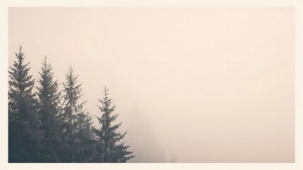 Misty morning, three evergreen trees in fog.