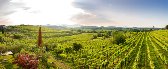 Panorama of early sunrise over vineyard, Brda region, Slovenia