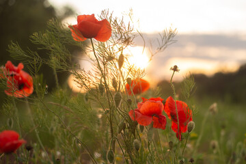 poppies in green grass on the field