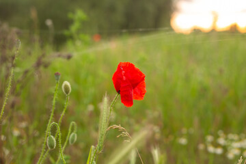 poppies in green grass on the field