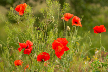 poppies in green grass on the field
