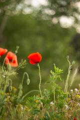 Naklejka premium poppies in green grass on the field