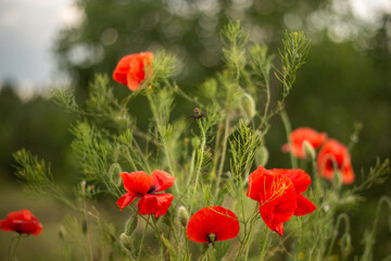 poppies in green grass on the field
