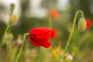 Fototapeta premium poppies in green grass on the field