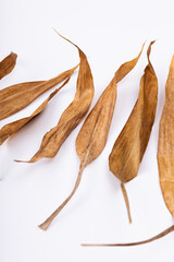 Dried bamboo leaves