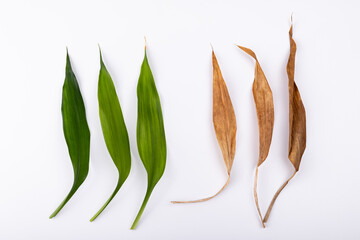 Bamboo leaves color contrast