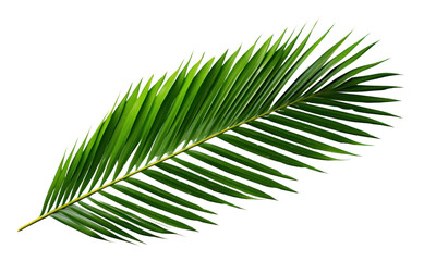 Obraz premium PNG Palm leaf plant green tree.