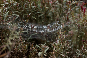 Dew drops on a spider's web