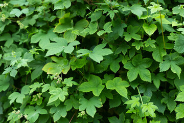 The green lubygrass plants