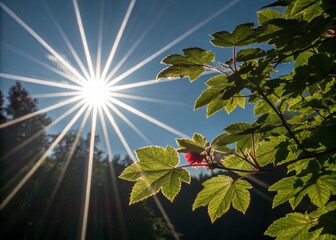 Bright Starburst Effect with Radiant Beams of Light for Stunning Backgrounds, Overlays, and Creative Designs in High Depth of Field Format