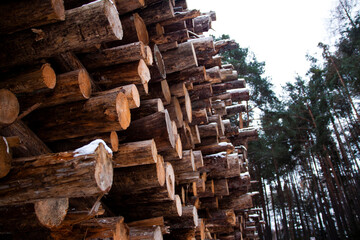 Winter Trees Texture Desktop legno Legname 