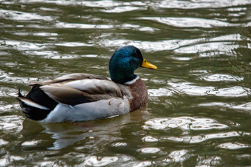 Stockentenerpel auf dem Wasser