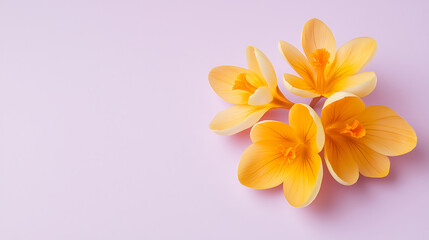 Fototapeta premium Bright yellow flowers arranged beautifully on soft pink background, creating cheerful and vibrant atmosphere