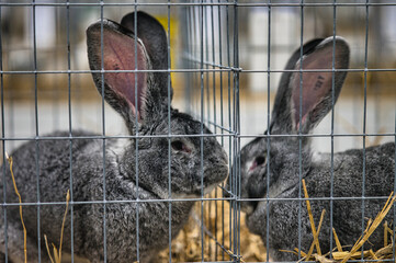 Exhibition of purebred rabbits - rabbit, rabbits presented during the Świętokrzyska Rabbit Exhibition - Kielce 2024 - selective focus © ukasz