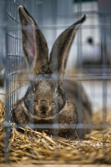 Exhibition of purebred rabbits - rabbit, rabbits presented during the Świętokrzyska Rabbit Exhibition - Kielce 2024 - selective focus © ukasz