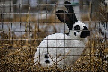 Exhibition of purebred rabbits - rabbit, rabbits presented during the Świętokrzyska Rabbit Exhibition - Kielce 2024 - selective focus © ukasz
