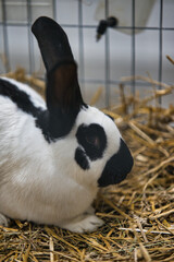 Exhibition of purebred rabbits - rabbit, rabbits presented during the Świętokrzyska Rabbit Exhibition - Kielce 2024 - selective focus © ukasz