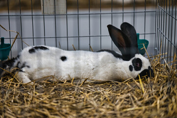 Exhibition of purebred rabbits - rabbit, rabbits presented during the Świętokrzyska Rabbit Exhibition - Kielce 2024 - selective focus © ukasz