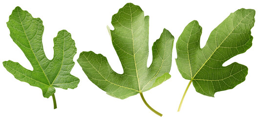 set of fig leaves isolated on white background