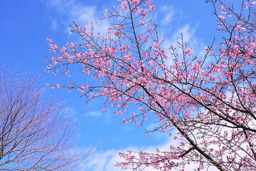 青空に映える美しい梅の花