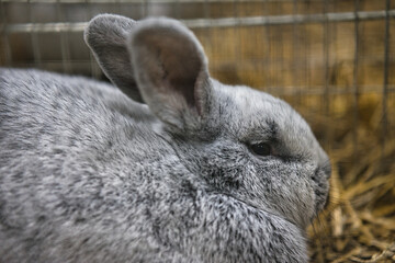 Exhibition of purebred rabbits - rabbit, rabbits presented during the Świętokrzyska Rabbit Exhibition - Kielce 2024 - selective focus © ukasz