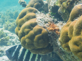 Damselfish Hiding Below A Coral