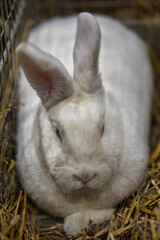 Exhibition of purebred rabbits - rabbit, rabbits presented during the Świętokrzyska Rabbit Exhibition - Kielce 2024 - selective focus © ukasz