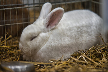 Exhibition of purebred rabbits - rabbit, rabbits presented during the Świętokrzyska Rabbit Exhibition - Kielce 2024 - selective focus