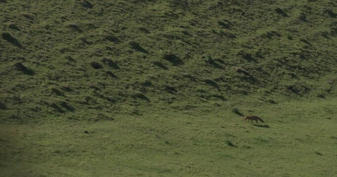 SLO MO WS Fox on the prowl in grassy field / Dorset, UK