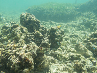 Snorkeling At A Small Coral Reef