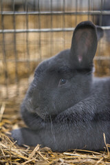 Exhibition of purebred rabbits - rabbit, rabbits presented during the Świętokrzyska Rabbit Exhibition - Kielce 2024 - selective focus © ukasz