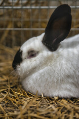 Exhibition of purebred rabbits - rabbit, rabbits presented during the Świętokrzyska Rabbit Exhibition - Kielce 2024 - selective focus © ukasz