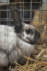 Exhibition of purebred rabbits - rabbit, rabbits presented during the Świętokrzyska Rabbit Exhibition - Kielce 2024 - selective focus © ukasz