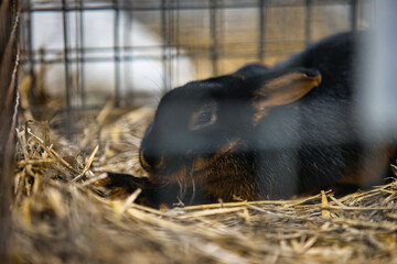 Exhibition of purebred rabbits - rabbit, rabbits presented during the Świętokrzyska Rabbit Exhibition - Kielce 2024 - selective focus © ukasz